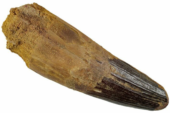 Fossil Spinosaurus Tooth - Huge Dinosaur Tooth #227273